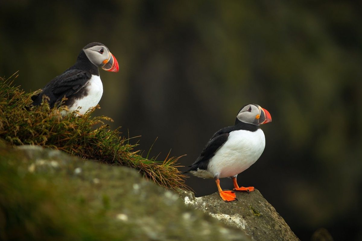 puffins-8404284_1280